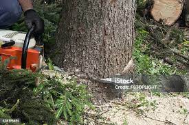 Mclendon Chisholm, TX Tree Services Company