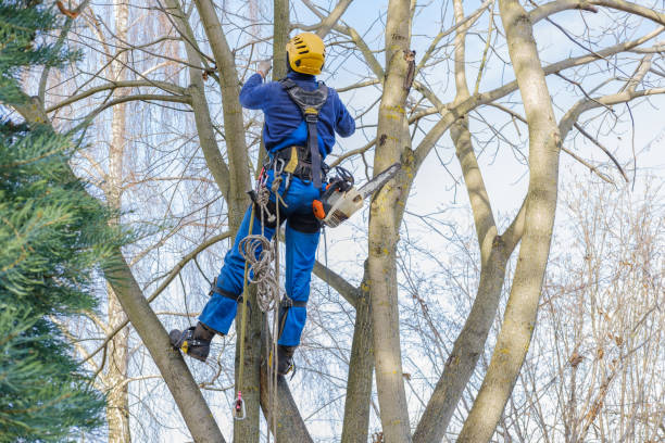 Mclendon Chisholm, TX Tree Services Company