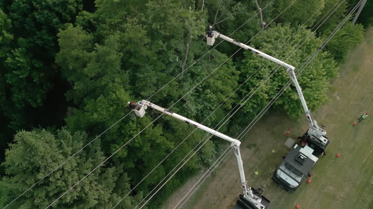 Best Tree Preservation Services  in Mclendon Chisholm, TX