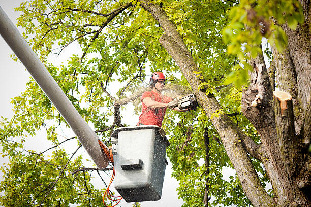 Best Tree Removal  in Mclendon Chisholm, TX