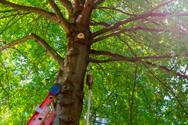 Best Fruit Tree Pruning  in Mclendon Chisholm, TX